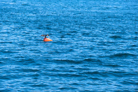 great cormorant drying its wings. on the red buoy. phalacrocorax carbo.の写真素材