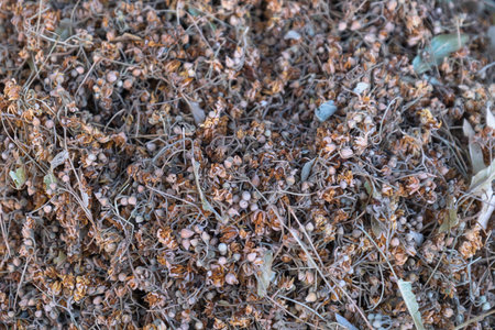 dried linden flowers and leaves. delicious and healthy plant.