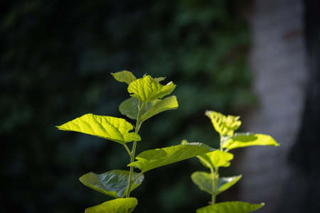 mulberry tree, leaves and branches