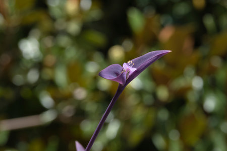 tradescantia pallida. purple heart flower.の写真素材