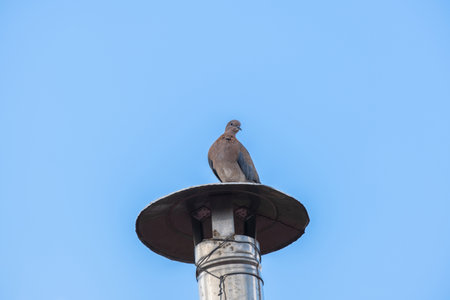 mourning dove perched on tin pipe chimneyの写真素材