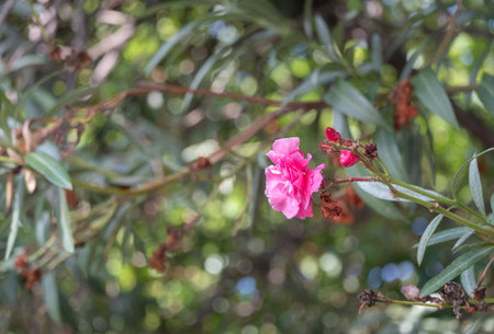 pink color and dried oleander flowers.  leaves and branches.