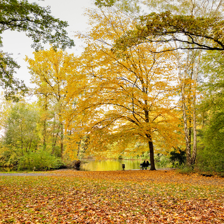 Beautiful autumn forestの写真素材