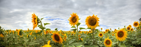Field of sunflowers with cloudy sky.の写真素材