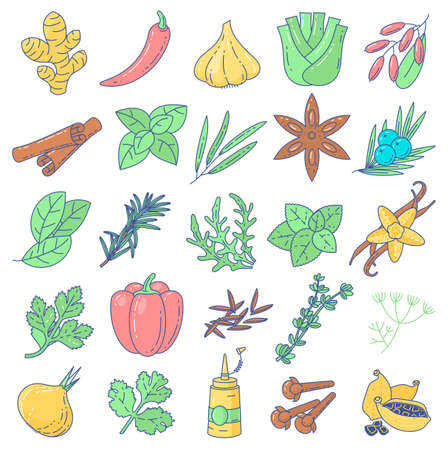 Spices, condiments and herbsのイラスト素材