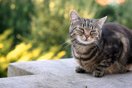 Tabby catの写真素材