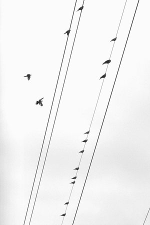 Doves on a wiresの写真素材