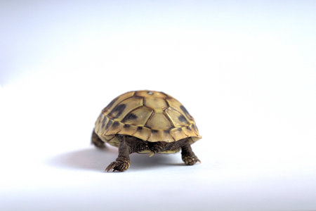 A turtle on a white background.の写真素材