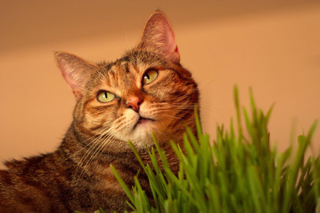 Cat and grassの写真素材