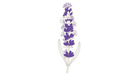 Lavender flowers isolated on a white background. Vector illustration.のイラスト素材