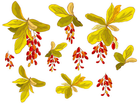 Hand drawn vector set element of colorful barberry twigs on a white background.. Beautiful isolated floral design for a paper wrapping, cards, textile, fabric, wallpaperのイラスト素材