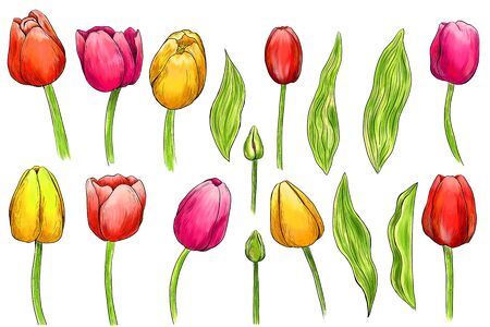 Hand drawn coloring tulips. Set of isolated objectsの写真素材