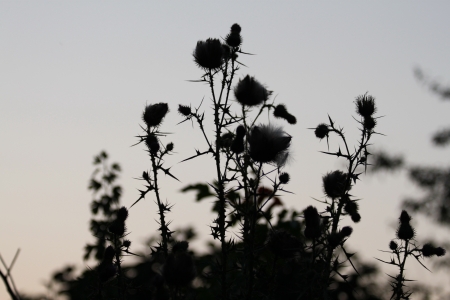 Silhouette of a thistle bush against the twilight skyの写真素材