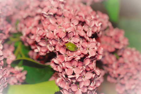 photo of a green beetle on a background of pink flowers with a white vignette.の写真素材