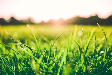 bright green grass close-up with sunlight reflecting on a blurred background of hills.の写真素材