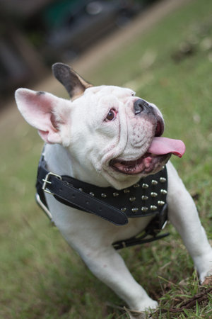 Ngoen ma Bull Dog Smile on grassの写真素材