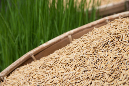 paddy on basketの写真素材