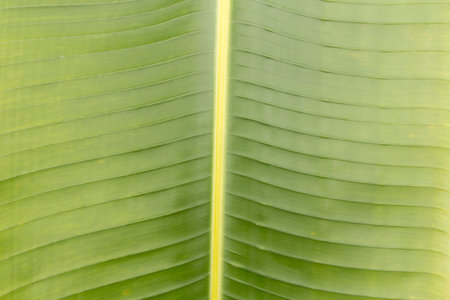 Close up Green Bananaの写真素材