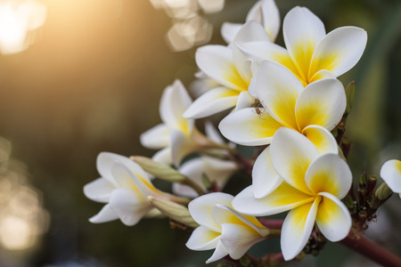 Small ant on yellow plumeria tree with blurred backgroundの写真素材