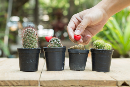 Hand hold red heart on cactus on table plankの写真素材