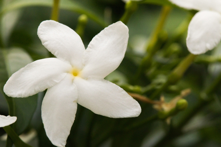 close-up white beautiful flowerの写真素材