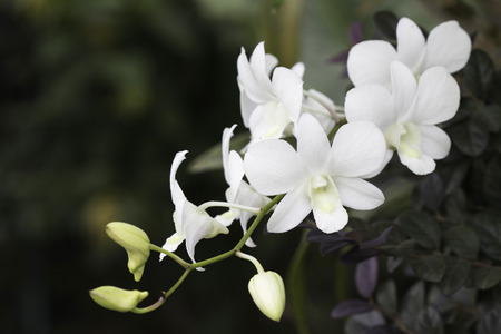 Close up white beautiful orchid on blurred backgroundの写真素材
