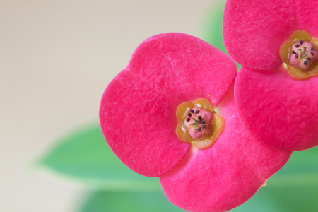 Close up red crown of thorns flower. macroの写真素材
