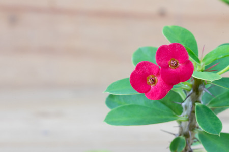 Close up red crown of thorns flower wooden background, macroの写真素材