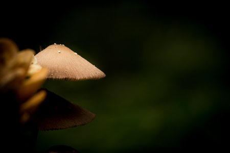 Selective focus at mushroom, macro photographyの写真素材