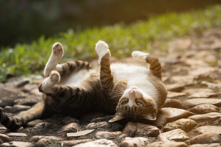 Cute cat rolling on floorの写真素材