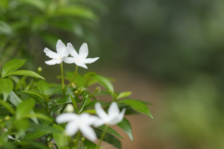 Beautiful white flower bloom textured background, presentationの写真素材