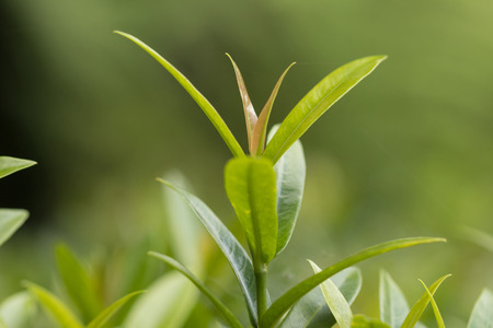 Top green leaf with blurred background, macro photographyの写真素材