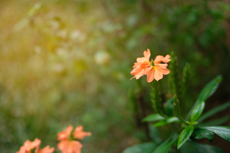 Beautiful flower and sunray. copy spaceの写真素材