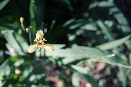 Close up yellow flower vintage filtter, beauty in nature