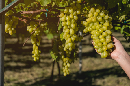 Hand  holding ripe juicy green grapes in the gardenの写真素材