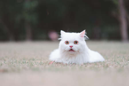 White furry persian cat in the garden Excited to be out of the houseの写真素材