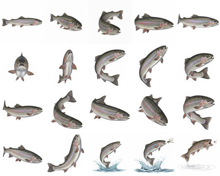 Rainbow Trout Collection - Various Poses and Jumping Scenesの素材