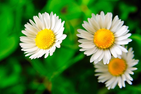 daisies on green grassの写真素材