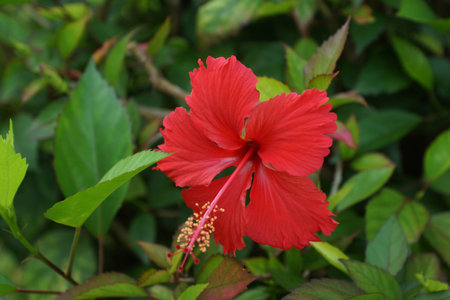 hibiscusの写真素材