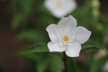 Buddhist flowers faithfullyの写真素材