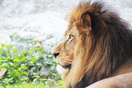 Close-up of a lionの写真素材