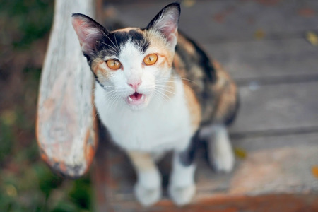Calico cat in soft tone vintage filter effectの写真素材