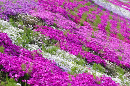 Moss phlox in full bloomの写真素材