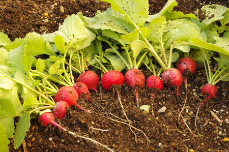 Harvested Radesh
