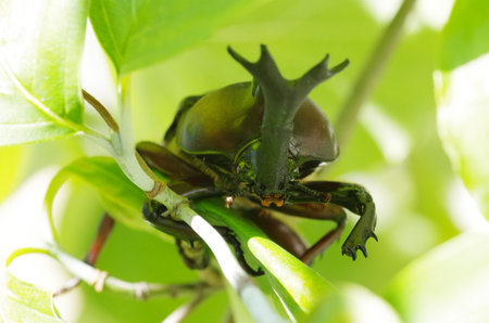 Japanese rhinoceros beetle