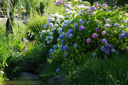 Hydrangea and small stream in 
Saijo city, Ehime Prefecture, Japan