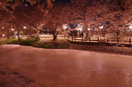 Illuminated cherry blossoms at night in Hyoutanike, Saijo City, Ehime Prefecture, Japan.の写真素材