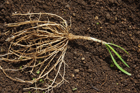 Transplanting chinese chive