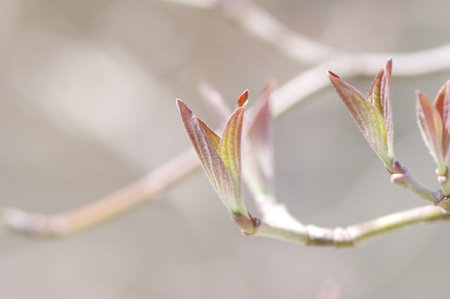 Sprout of dogwood tree