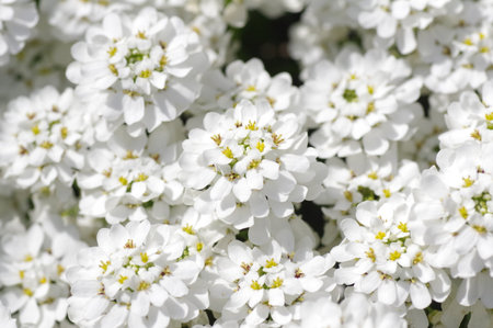 Candytuft  flowers (Iberis flowers) in the gardenの写真素材
